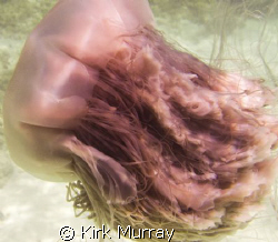 This big fella had stings trailing a good 5 metres,but I ... by Kirk Murray 
